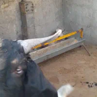 بز نر وماده