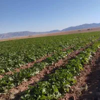 فروش-گاوداری-اقلید