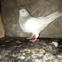 کفتر کله ای نر معامله