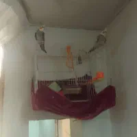 عروس هلندی نر و ماده باقفس