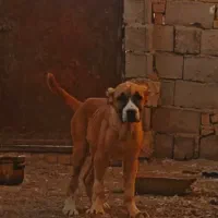 توله ماده