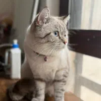 گربه بریتیش نرچشم آبی