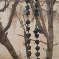 انگشتر|جواهرات|زابل, |دیوار
