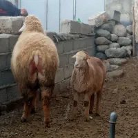 قوچ|حیوانات مزرعه|مشگین شهر, |دیوار