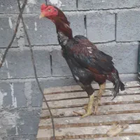 مرغ و خروس هردو ذات بالا.