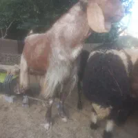نربزدرشت