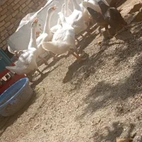 غو غاز|حیوانات مزرعه|رزن, |دیوار
