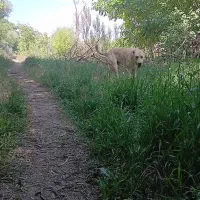 سگ سرابی