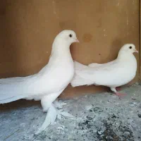 کبوتر راعبی، رواعب