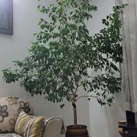 درختچه