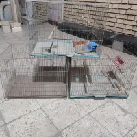 قفس پرنده