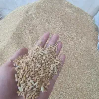 گندم