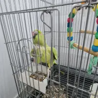 شاه طوطی ماده