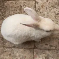 خرگوش