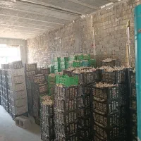 سیر|خوردنی و آشامیدنی|کامفیروز, |دیوار
