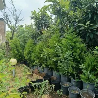 گل لاوسون|گل و گیاه طبیعی|واجارگاه, |دیوار