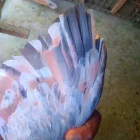 ۲تاکبوترشهری خوشرنگ هفت رنگ شهری سرورباهم