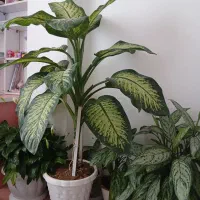 گل دیفن باخیا سرحال