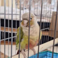 طوطیگیرینچیک