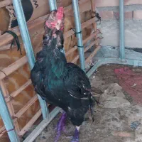 خروس پنجاب اصل وارداتی