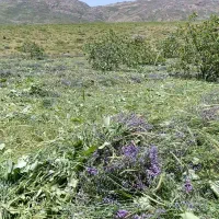 چیدن علف یونجه باغ باداس موتوری