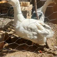 دو اردک نر