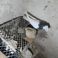 طوقی|پرنده|تبریز, |دیوار