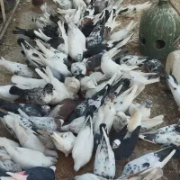 فروش‌کبوتر‌وکود‌کبوتر‌