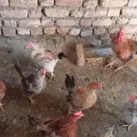 مرغ‌
