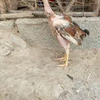 جوجه اصیل