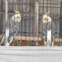 عروس هلندی نر و ماده