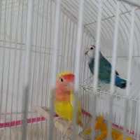 جفت کوتوله برزیلی وجفت مرغ عشق هلندی