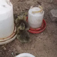 جوجه غاز محلی ،۱۵ روزه ۳ عدد ،