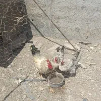 مرغ و خروس تخم گذار جوان