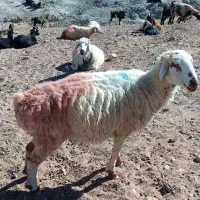 میش بره داشتی