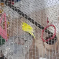 مرغ عشق