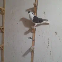 چهارتا کفتر رنگه پرشی