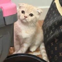 سه عدد گربه دوست داشتننی