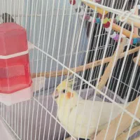 عروس هلندی ماده کاملا رام به همراه قفس