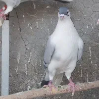 دمگیر نر واز