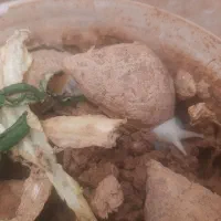 ۸عدد حلزون