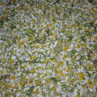 فروش گل بابونه خشک