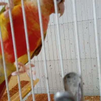 گرینچیک،عروس هلندی،کوتوله برزیلی،فنچ، مرغ عشق
