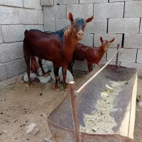 فروشی نری