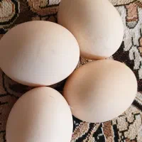 تخم مرغ .منیاتوری.اصل