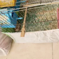 شوش|پرنده|شوش, |دیوار