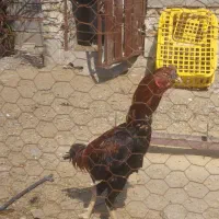 چندعددلاکی