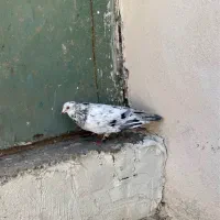 کبوتر سار هفت رنگ جوجه جوانه
