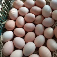 تخم مرغ  محلی برای خوراک