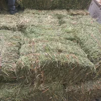 برداشت دوم یونجه